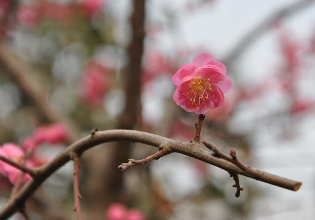 Plum Flowers