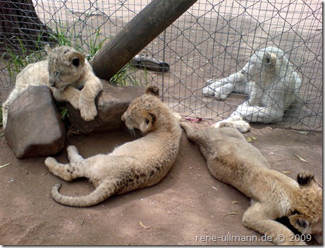 Lion Cubs IV