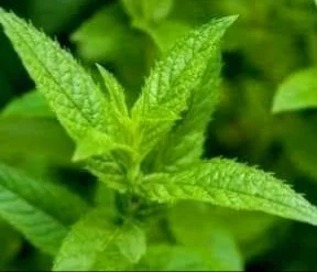 ١٠ فوائد طبية مهمة للنعناع