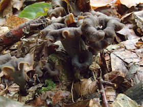 grzyby 2017, grzyby we wrześniu, grzyby w okolicach Krakowa, lejkowiec dęte Craterellus cornucopioides, pieprzniki trąbkowe Cantharellus tubaeformis, muchomor czerwony Amanita muscaria, rulik nadrzewny [groniasty] (Lycogala epidendrum), Ascocoryne sarcoides galaretnica mięsista, próchnilec gałęzisty Xylaria hypoxylon, piestrzyca kędzierzawa Helvella crispa, gasowka-fioletowawa-Lepista-nuda, podgrzybek-brunatny Boletus-badius, gołąbek modrożółty Russula cyanoxantha, muchomor-czerwieniejacy Amanita-rubescens,  