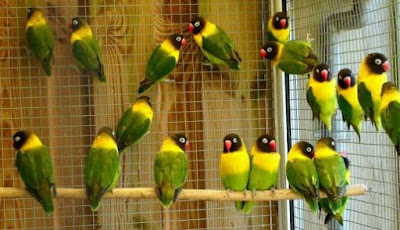 Jenis Burung Lovebird Dakori