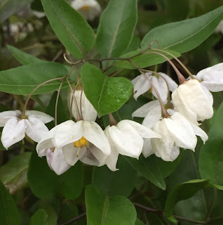 Potato Vine