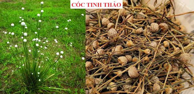 Cây Hoa Chữa Bệnh - CỐC TINH THẢO