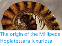 https://sciencythoughts.blogspot.com/2013/10/the-origin-of-millipede-hoplatessara.html