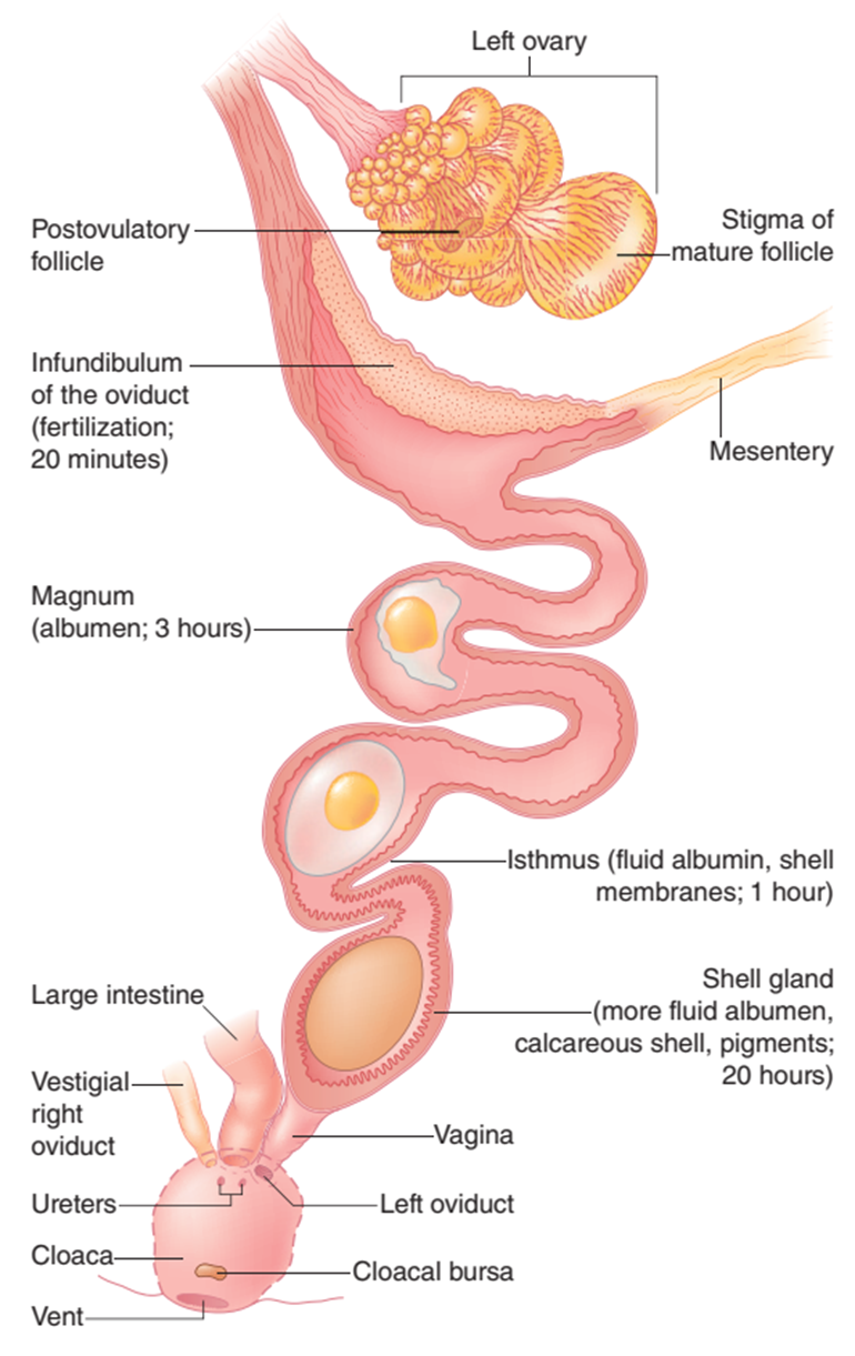 La ovulación y el paso de un óvulo a través del tracto reproductivo. La mayoría de las aves hembras solo tienen un ovario funcional. Para iniciar la ovulación, el infundíbulo se abre temporalmente para permitir la entrada de un óvulo. A partir de ahí, viaja hasta el Magnum, donde se secreta la albumina (clara de huevo) alrededor del óvulo y la yema. En el istmo, se depositan más albúmina acuosa y membranas de la cáscara. La cáscara se forma a medida que el óvulo pasa a través de un istmo corto hacia el útero, donde se agregan la cáscara y los pigmentos. Luego, el óvulo normalmente gira 180 grados en la vagina para colocarse con el extremo romo primero, a través de la cloaca (YouTube).