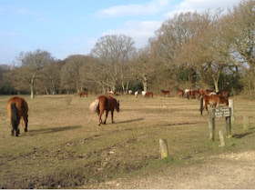 horses and ponies in the New Forest