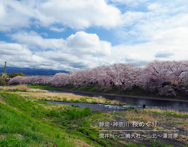 潤井川の桜並木