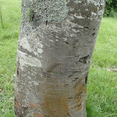 Sorbus x thuringiaca 'Fastigiata'