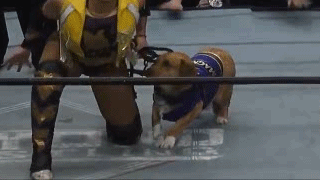 Already in the Ring