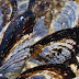 California’s Mussels affected by ocean acidification shows significant changes