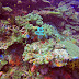 Diving Rainbow Reef (Fiji)