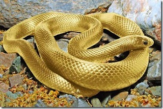 Gold_Animal_7b