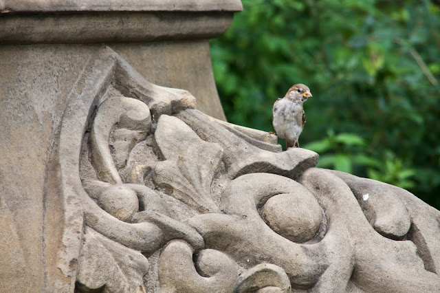 Bird in Central Park  