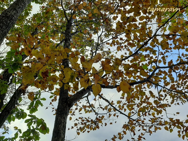 Липа амурская (Tilia amurensis)