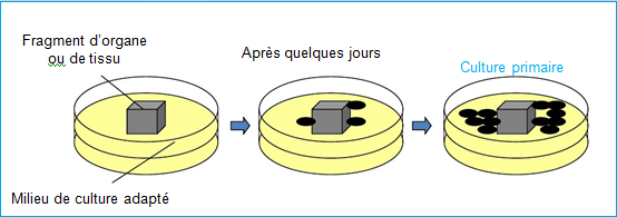 culture primaire