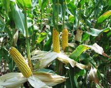 adalah areal yang terbuka berupa sawah atu ladang yang tidak terlindung dari cahaya mataha PANDUAN BUDIDAYA JAGUNG LENGKAP