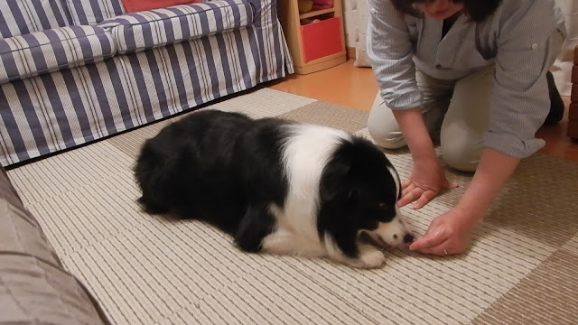 保護犬 ボーダーコリー トーマ