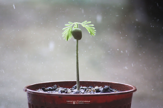 Anak pokok Asam Jawa di tengah hujan