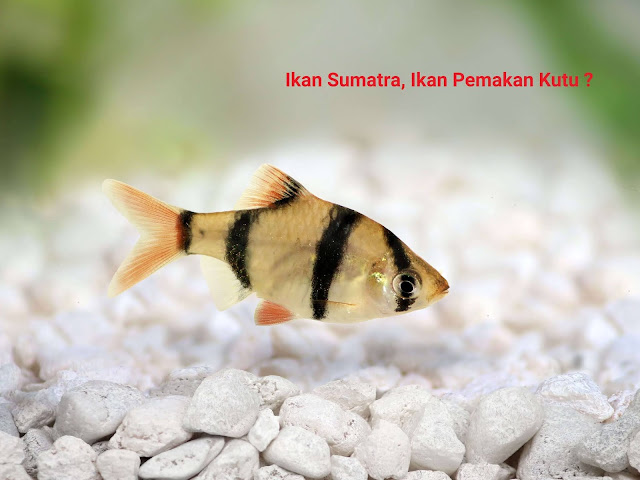 Jenis Ikan Sumatra Atau Tiger Barb Beserta Harganya