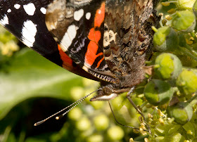 Red Admiral butterfly, Vanessa atalanta.  Detail.  Gates Green Road, Coney Hall, 10 September 2011.