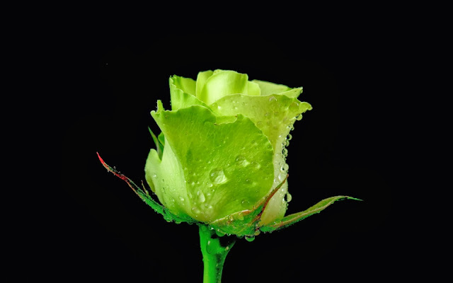 Green Rose