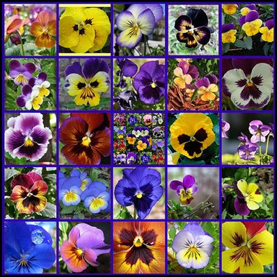 Pansies