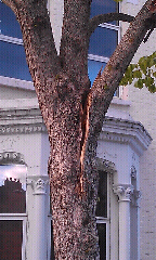Hazel Tree Mervan Road