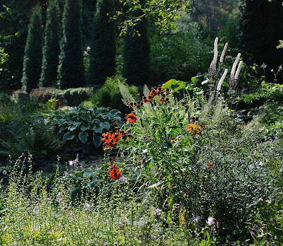 Helenium 'Baudirektor Linne'