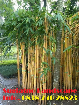 Bambu-panda-kuning