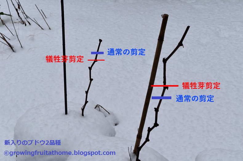 超図解 鉢植えブドウの木の育て方 おいしい鉢植え果樹の栽培育て方 自宅を果樹園に