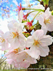 Cherry blossoms photograph by L. McMahon