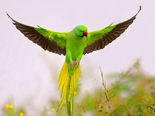 Beautiful Parrot Bird 2012