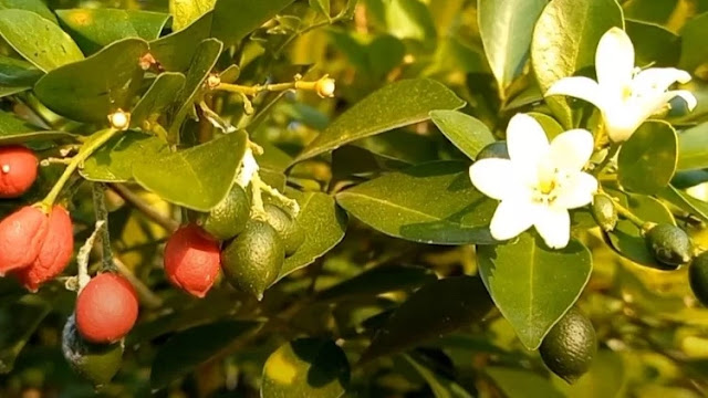gambar pohon kemuning / buah kemuning / bunga kemuning