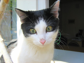 Green Eyes Black and White Cat