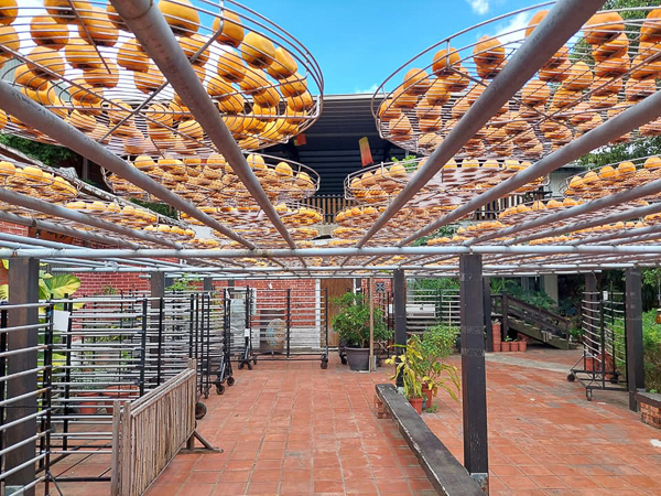 新竹新埔金漢柿餅教育農園傳統古法三合院日曬，免費參觀還可試吃