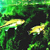 Freshwater Fish - Freshwater Fish Habitat