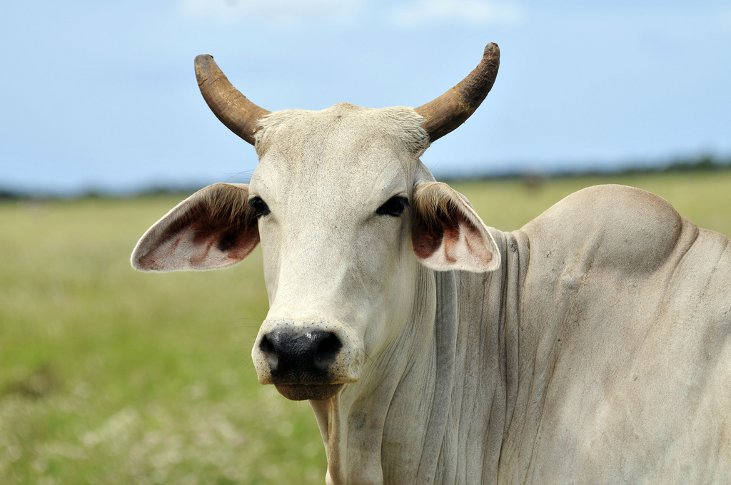 Gambar Sapi Lengkap - Gambar Foto