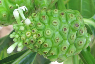 Noni fruit and malaria