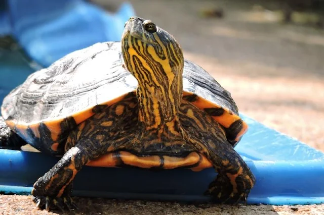 Cambio climático y determinación del sexo: A medida que las temperaturas se elevan, aumenta la proporción de tortugas hembras al nacer y se descubre el papel crucial de las células germinales