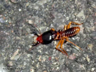 A Wingless Termite Soldier