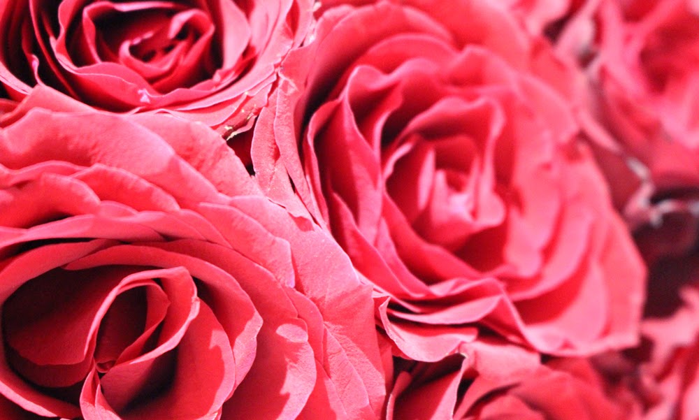 ROSES ARE RED