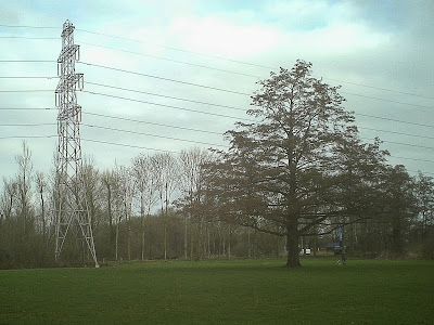 Elektriciteitsmast en boom