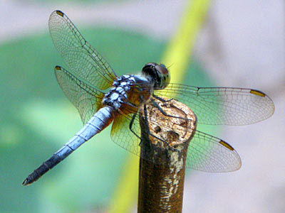 Dragonfly, Brachydiplax chalybea