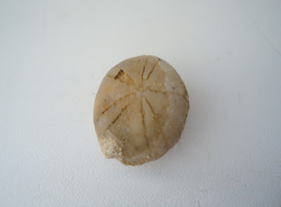 Fossil Sea Urchin Echinoid