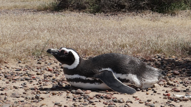 Magelhaes pinguïn