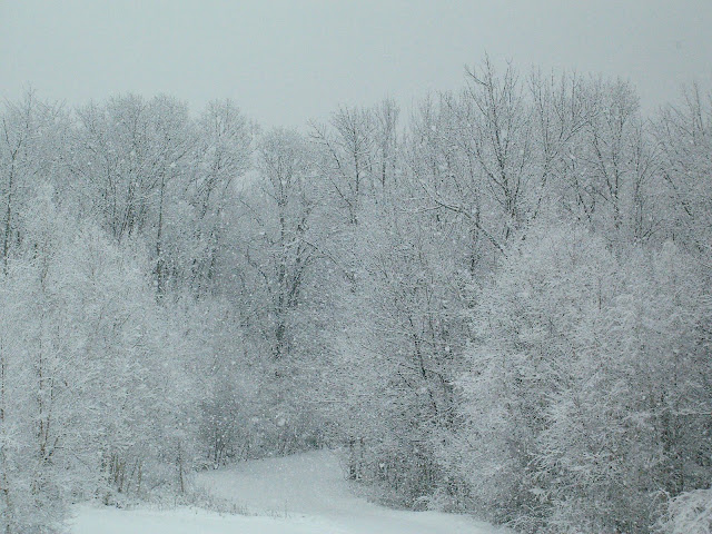 Snowy woods in New Hampshire.