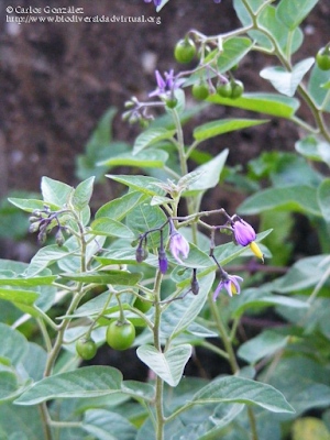 http://www.biodiversidadvirtual.org/herbarium/Solanum-dulcamara-L.-img175668.html