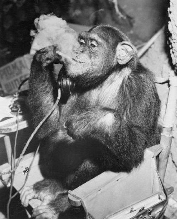 Monkey Addicted to Cigarette Seen On www.coolpicturegallery.us