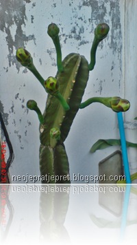 kembang kaktus 01