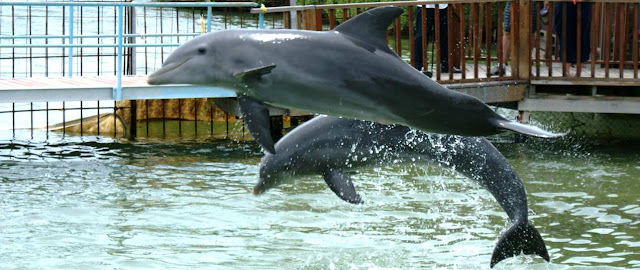 Delfines, etologia y biologia